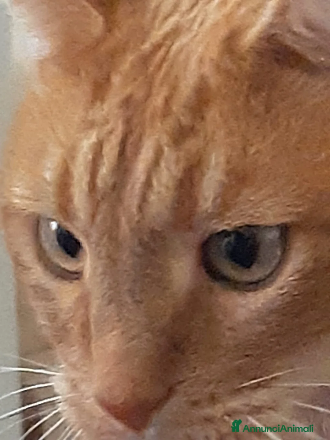 Meticcio gatti in regalo: Dolce gatto rosso anziano, un anno di cibo pagato a Provincia di Trieste - Annuncio 2