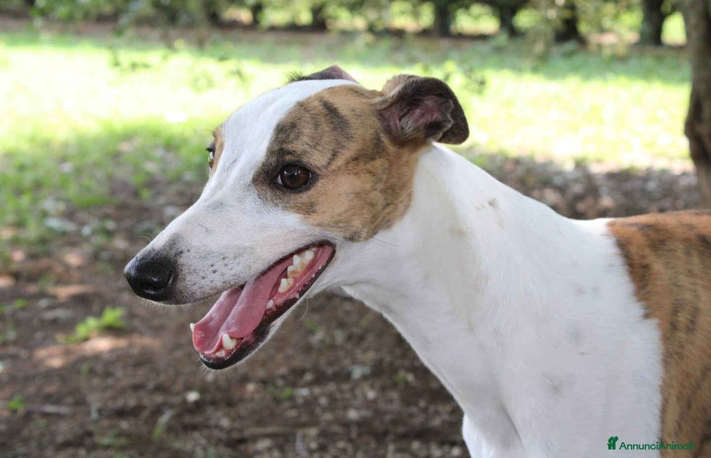 Whippet cani Whippet maschio in adozione - Annuncio 21