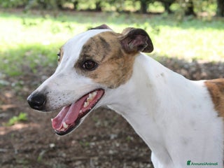 Whippet cani Whippet maschio in adozione - Annuncio 3