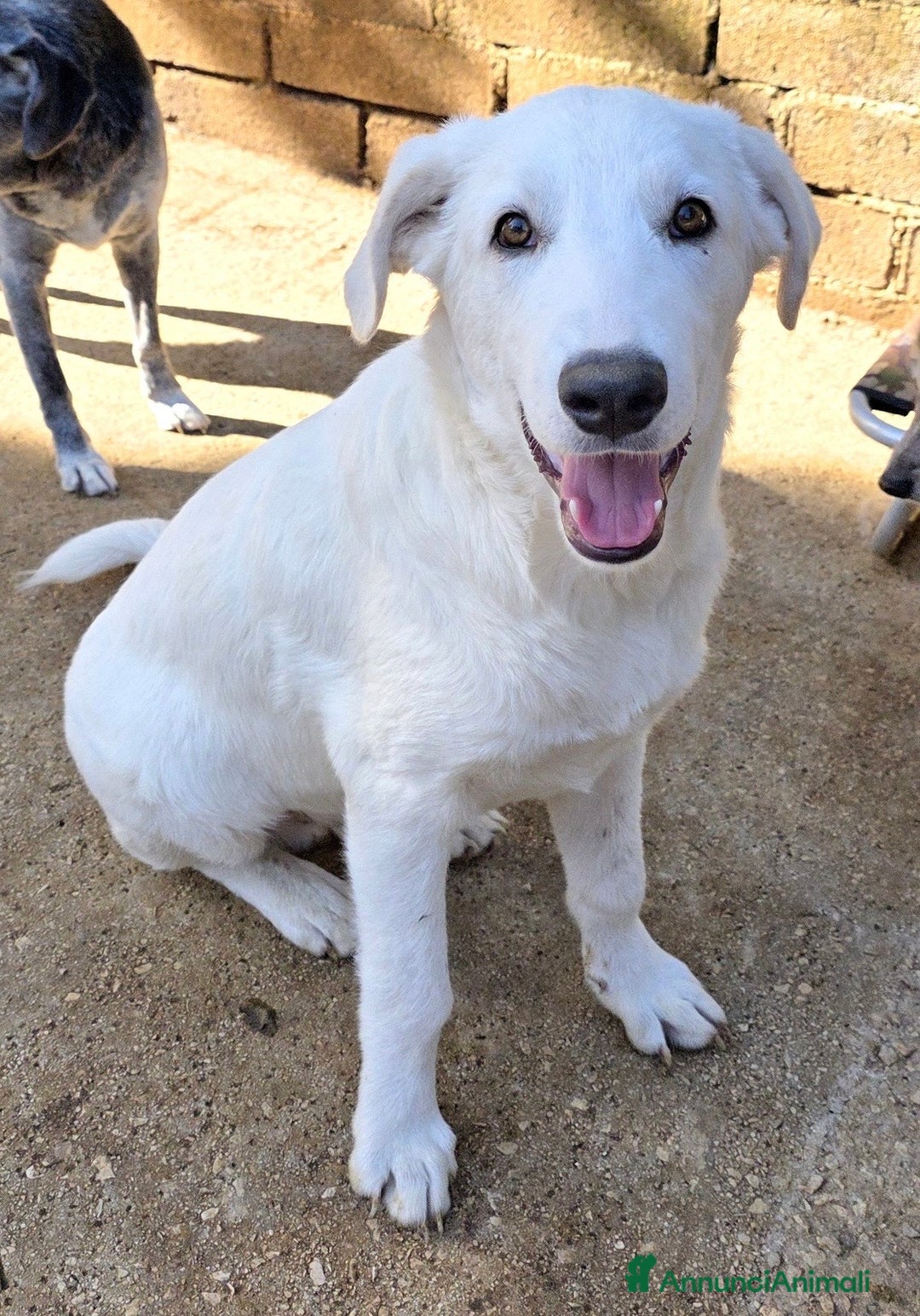 Meticcio cani in regalo: Cucciolo maschio taglia media  - Annuncio 1