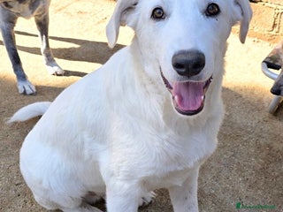 Meticcio cani Cucciolo maschio taglia media - Annuncio 4
