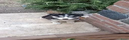 Husky cani in vendita: Cuccioli di siberian husky - Annuncio 3