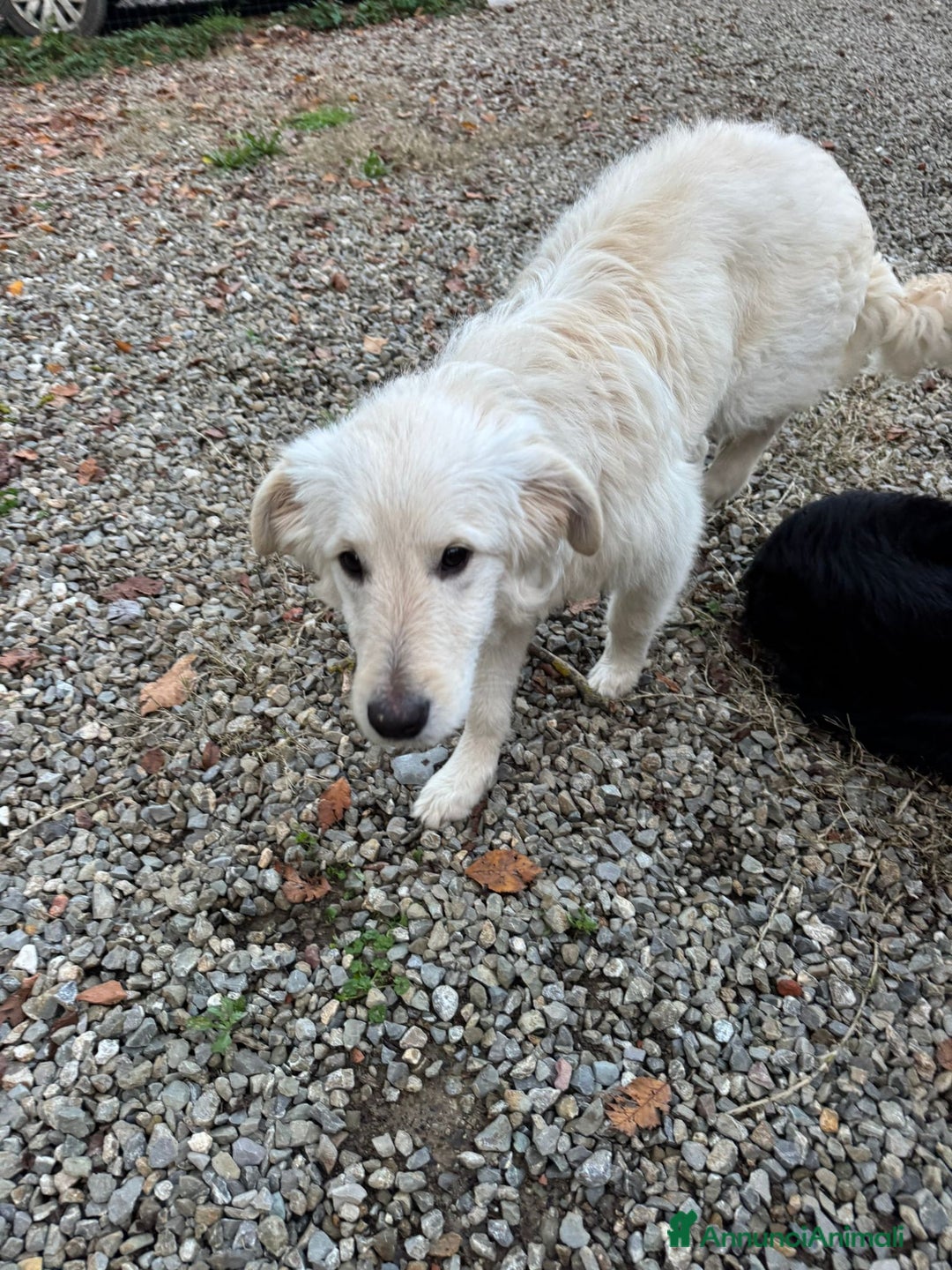 Meticcio cani in regalo: Lilly: 8 mesi, taglia media, socievole  - Annuncio 5