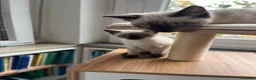 Siamese gatti in vendita: Ultimi femminuccia e maschietto siamese - Annuncio 2