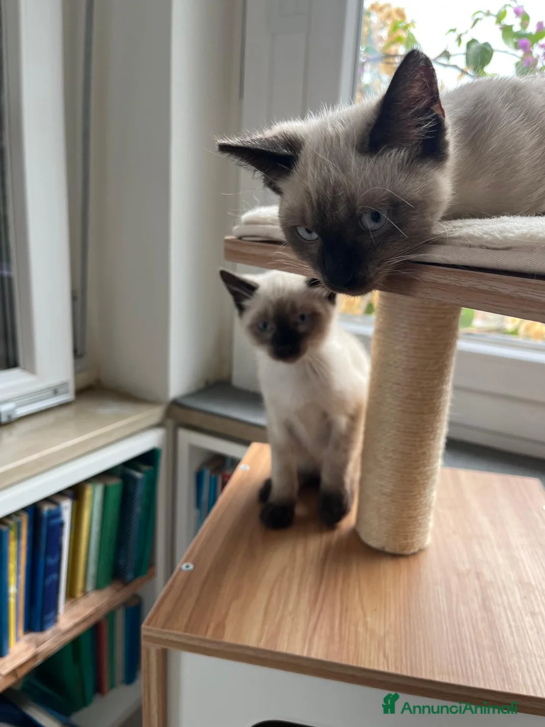 Siamese gatti in vendita: Ultimi femminuccia e maschietto siamese - Annuncio 2
