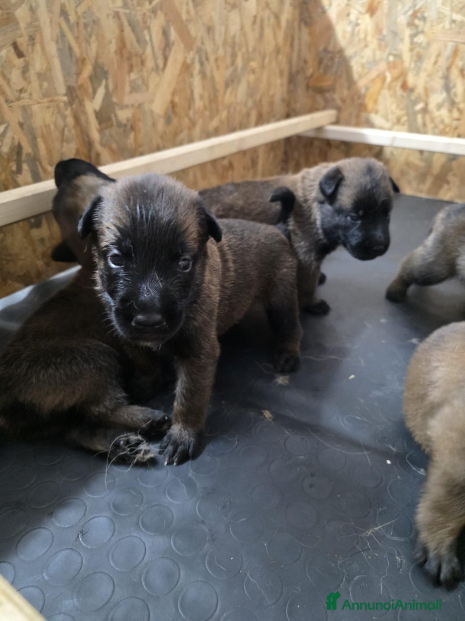 Pastore Belga cani SUPER CUCCIOLI PASTORE BELGA MALINOIS  - Annuncio 2