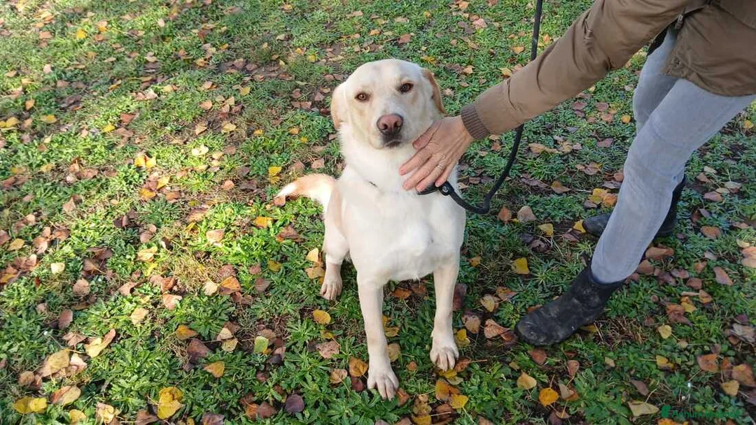 Meticcio cani in regalo: CESARE INC LABRADOR TI STA ASPETTANDO - Annuncio 2