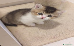 British gatti in vendita: Cuccioli British/Scottish  - Immagine 10
