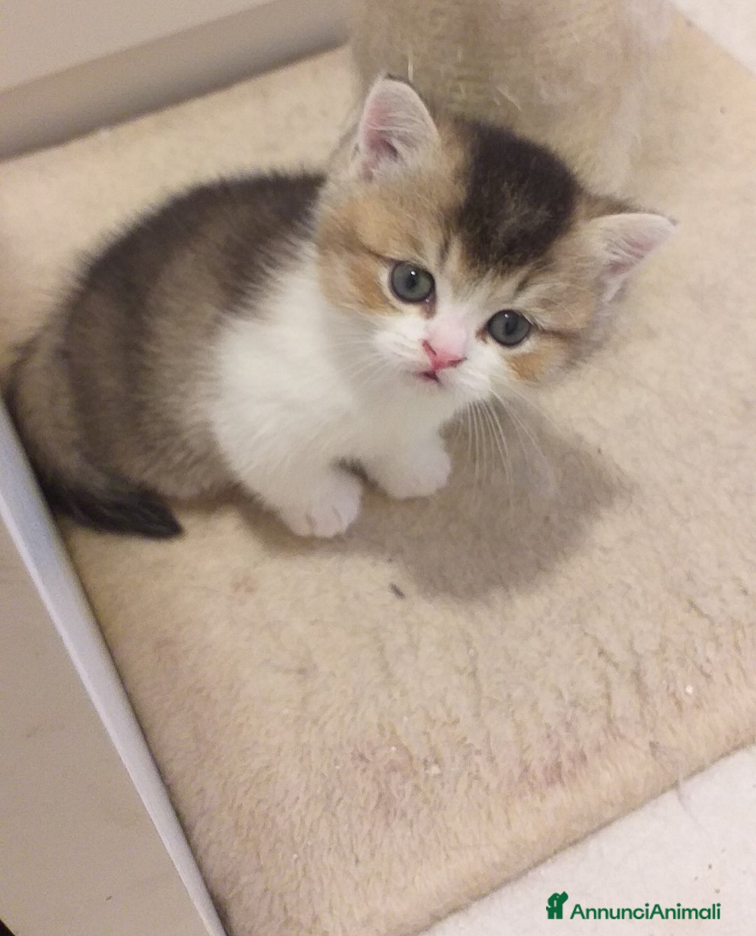 British gatti in vendita: Cuccioli British/Scottish  - Annuncio 10