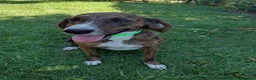 Meticcio cani in regalo: Billy - Annuncio 1