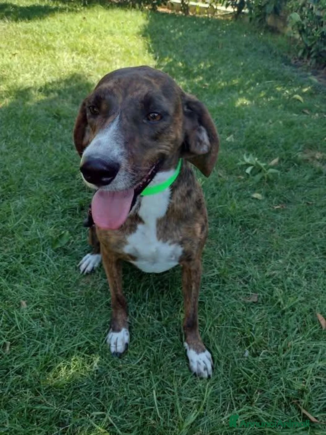 Meticcio cani in regalo: Billy - Annuncio 1