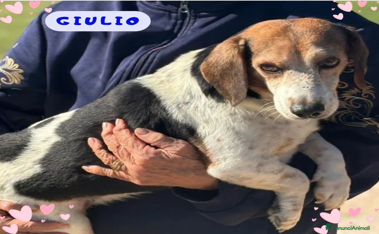 Altre razze cani - Annuncio 15