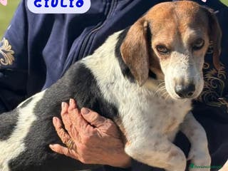 Altre razze cani Giulio incrocio beagle jack russell cerca casa - Annuncio 17