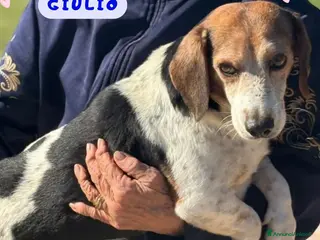 Altre razze cani Giulio incrocio beagle jack russell cerca casa - Annuncio 17