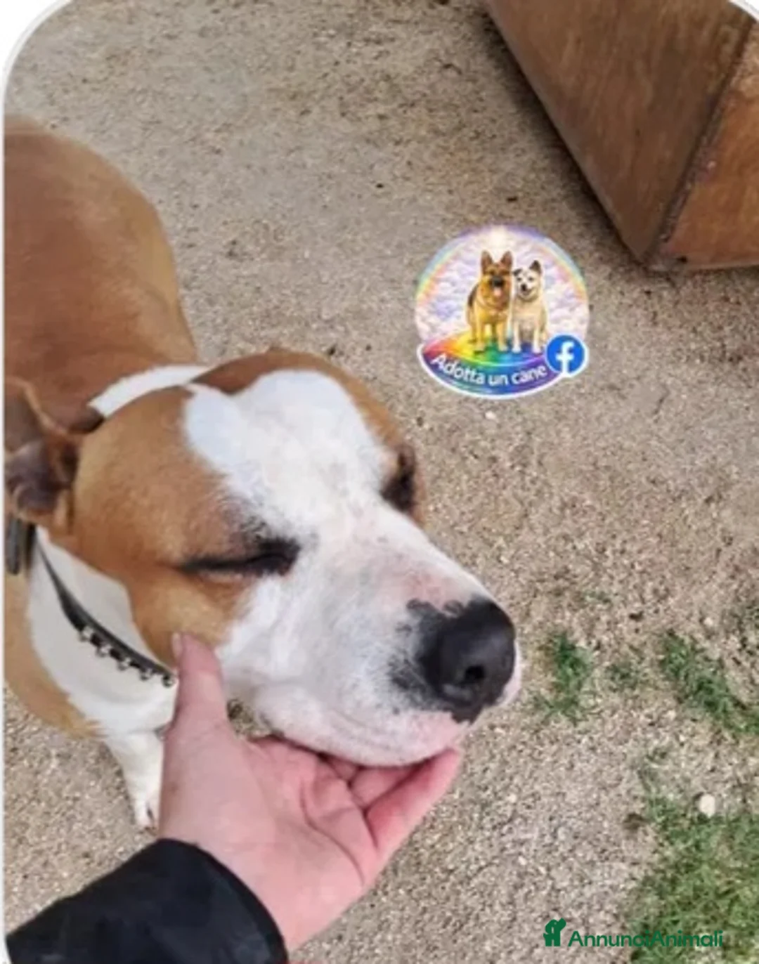 American Staffordshire cani in regalo: Shapo Amstaff 5anni DAL DIVANO AL CANILE!CASERTA  - Annuncio 2