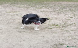 Bearded Collie cani per accoppiamento: Accoppiamento  a Città Metropolitana di Bologna - Immagine 5