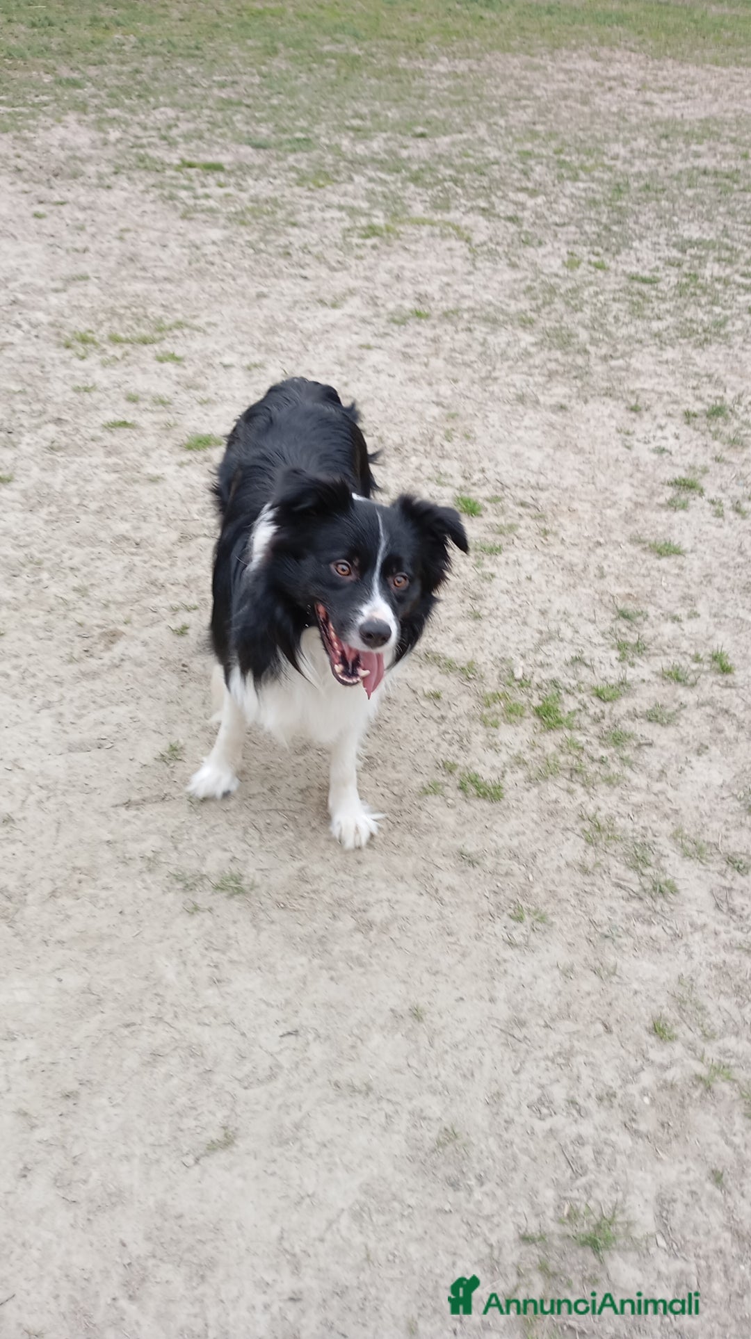 Bearded Collie cani per accoppiamento: Accoppiamento  a Città Metropolitana di Bologna - Immagine 5