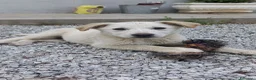 Meticcio cani in regalo: Cody . - Annuncio 1