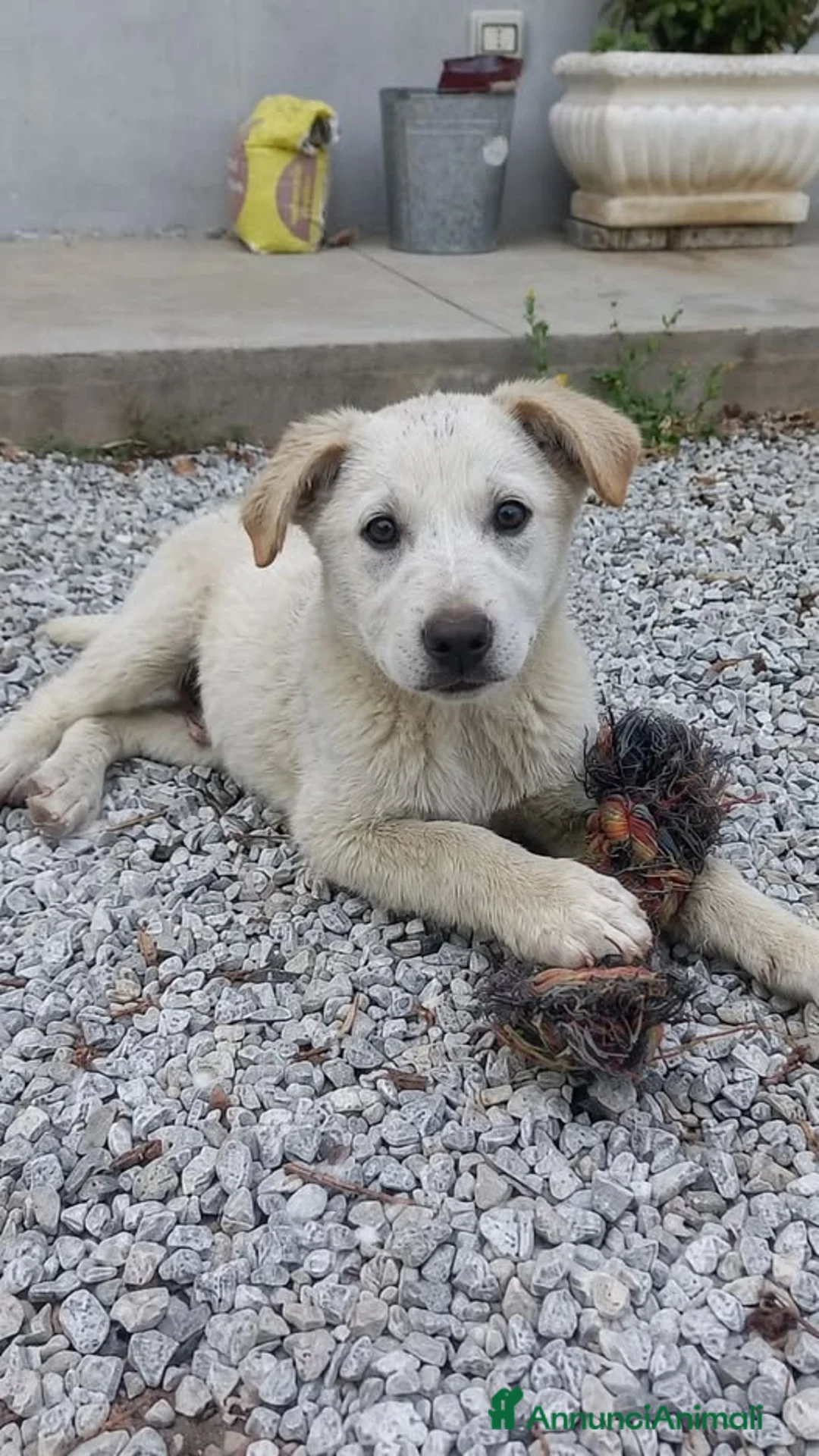 Meticcio cani in regalo: Cody . - Annuncio 1