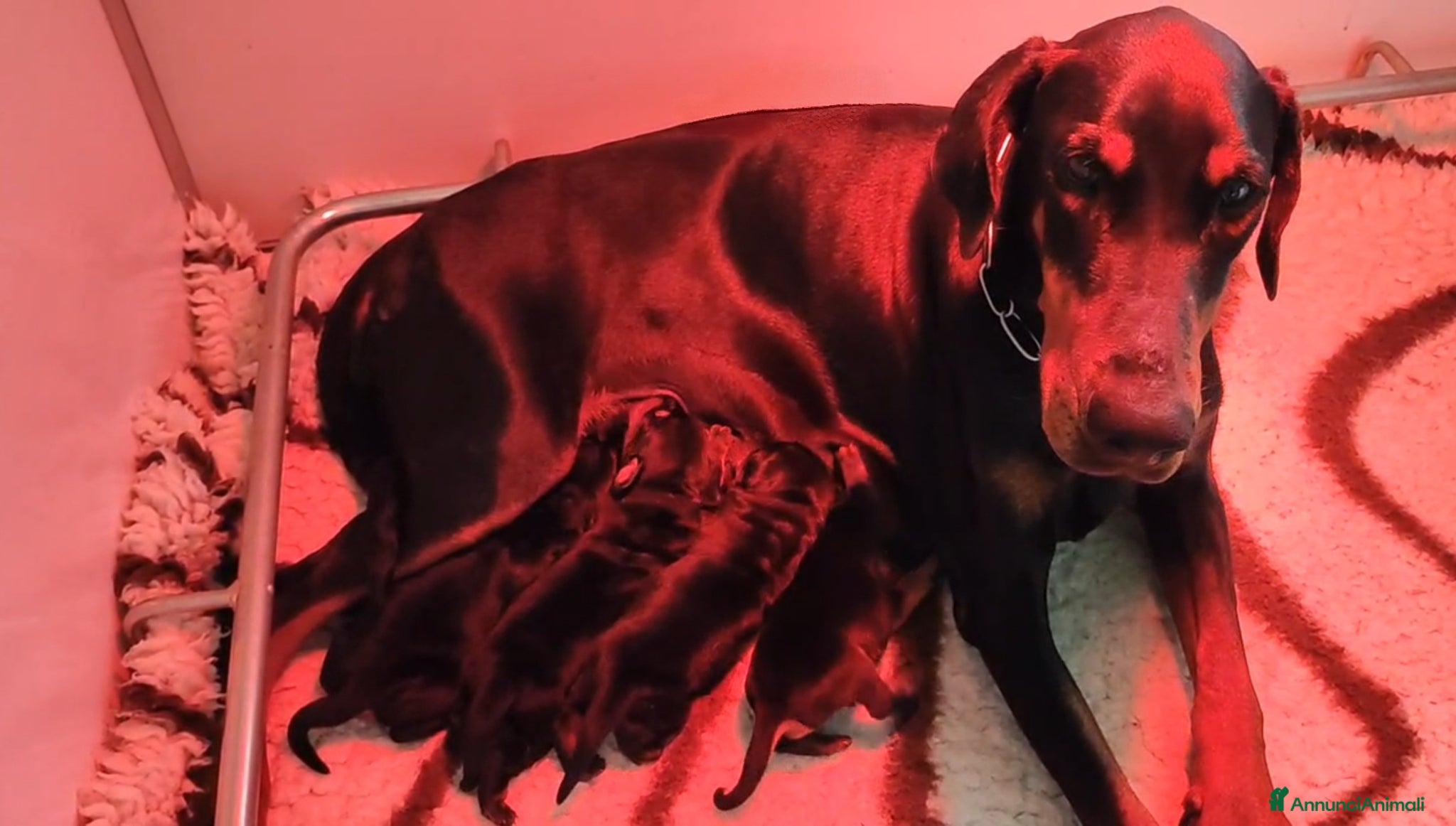 Dobermann cani Cuccioli dobermann - Annuncio 1