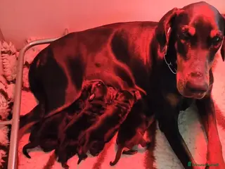 Dobermann cani Cuccioli dobermann - Annuncio 5