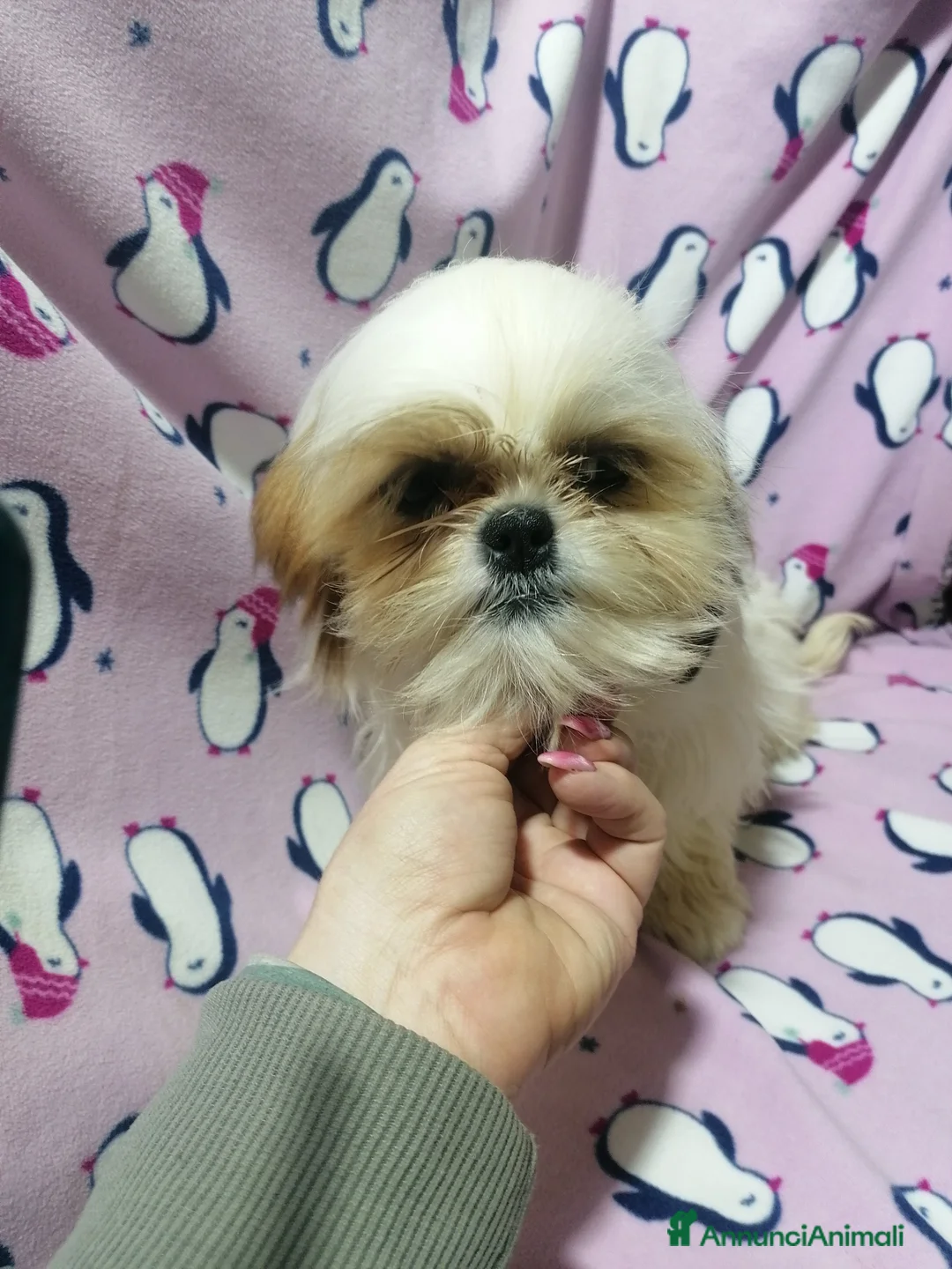 Shih Tzu cani in vendita: Shih Tzu cuccioli taglia molto piccola - Annuncio 2