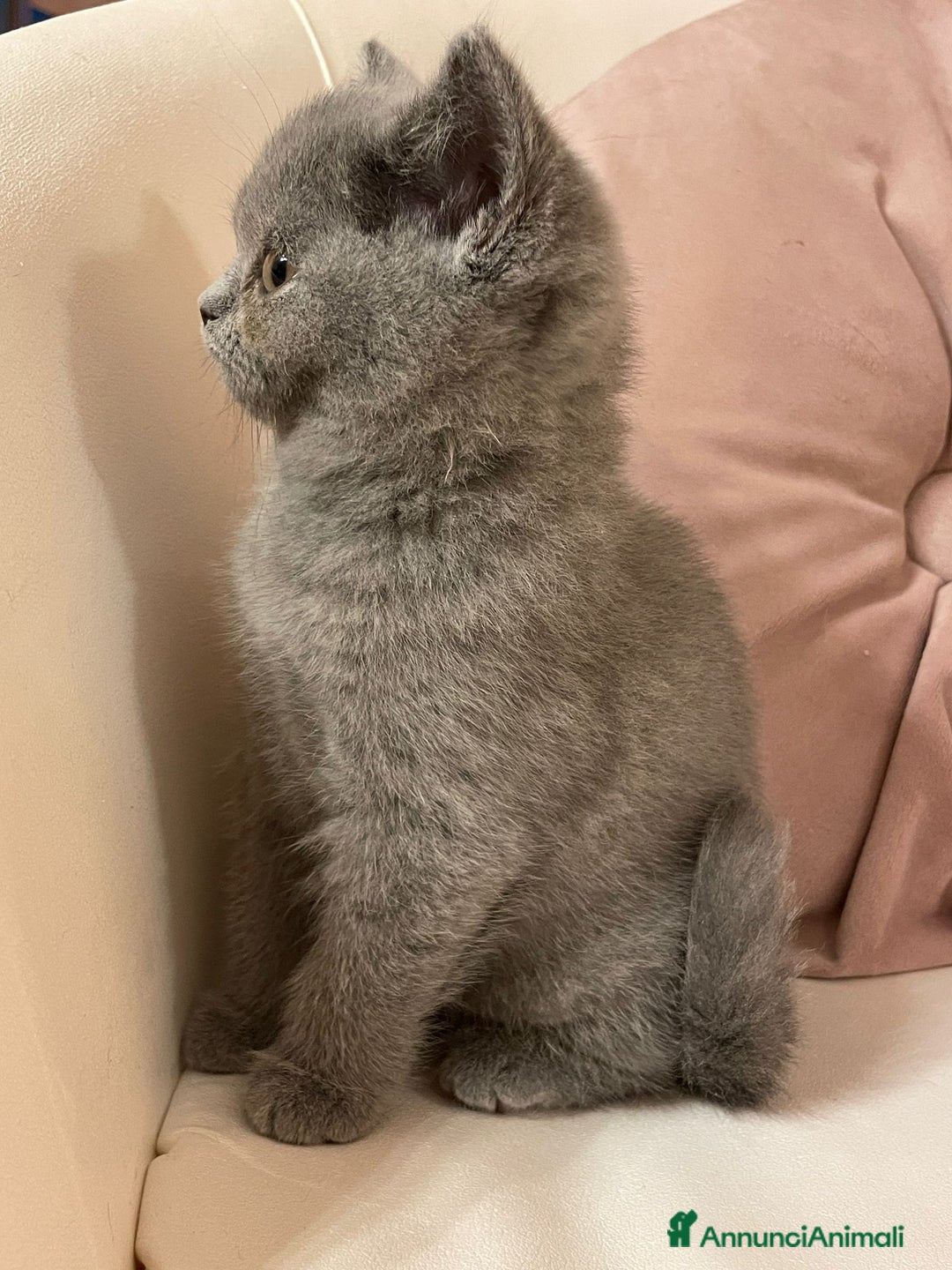 British gatti in vendita: MAGNIFICHE FEMMINUCCE BRITISH SHORTHAIR BLU - Annuncio 5