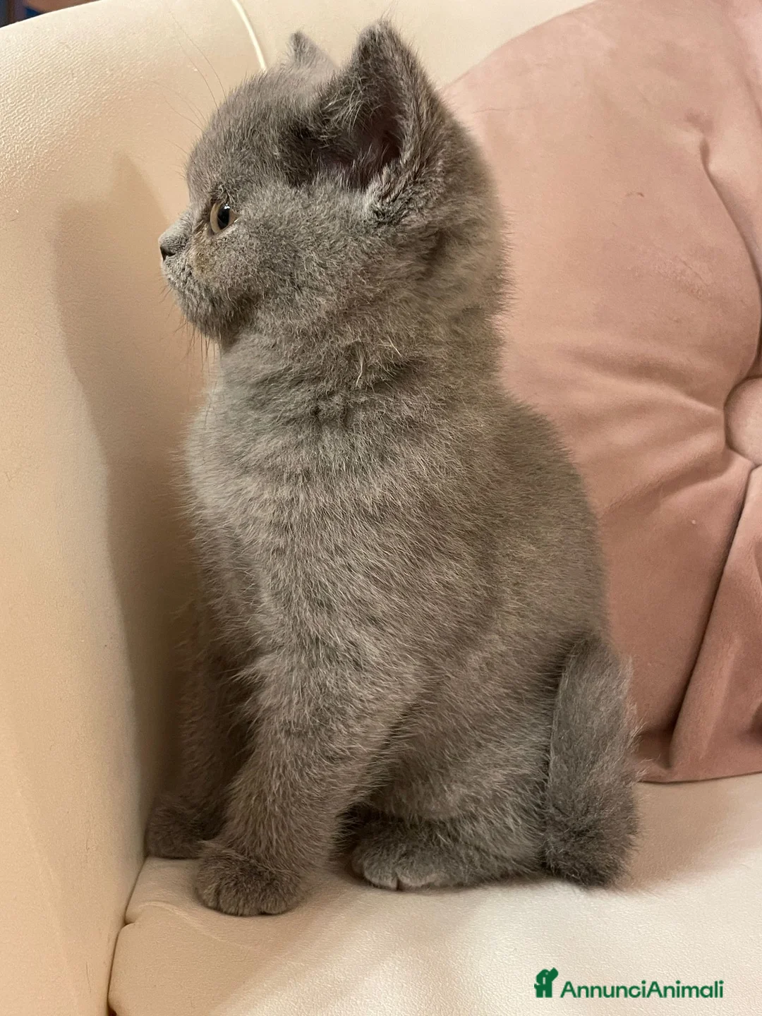 British gatti in vendita: MAGNIFICHE FEMMINUCCE BRITISH SHORTHAIR BLU - Annuncio 5