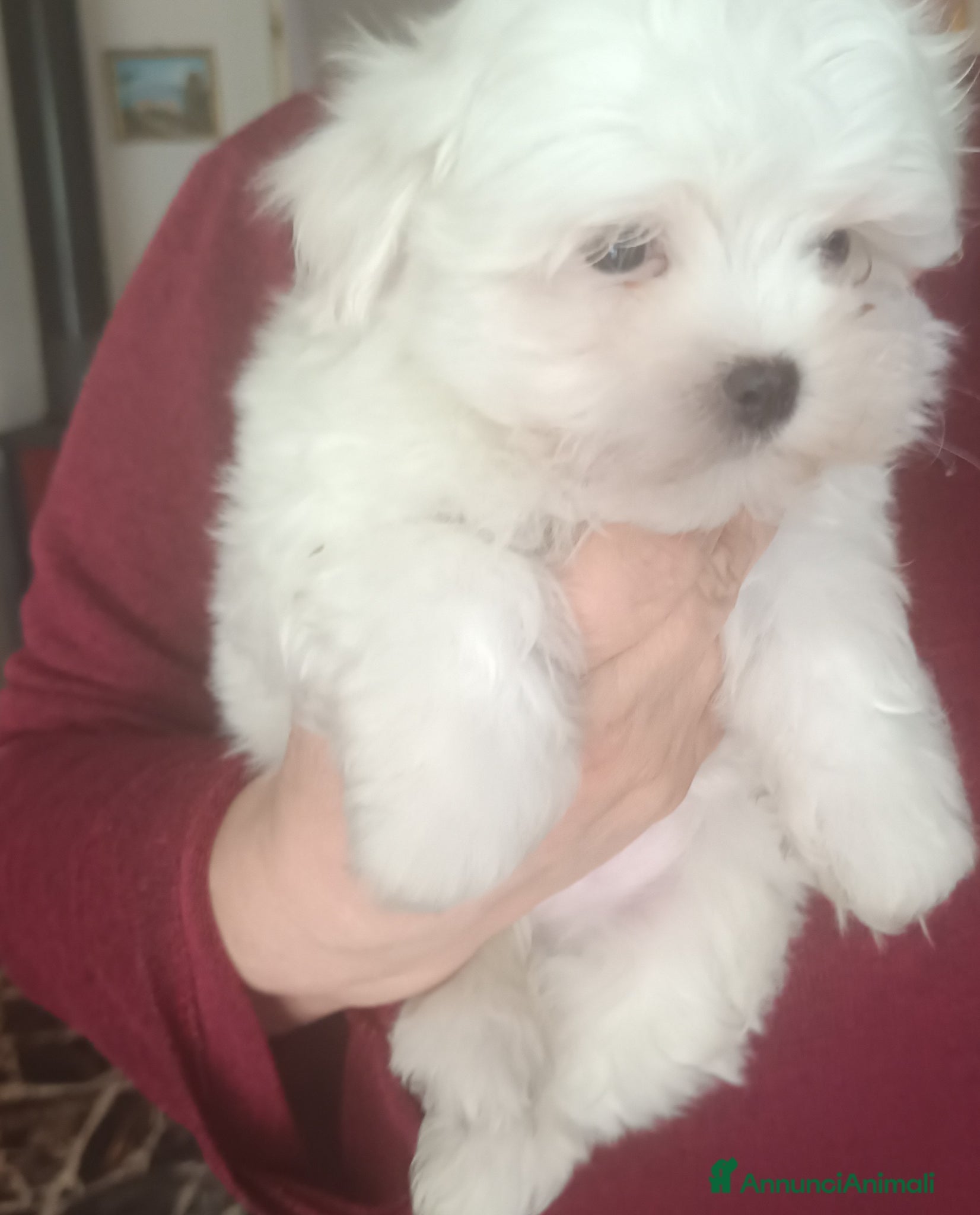 Maltese cani Maschietto genitori razza maltese pedigree ENCI  - Annuncio 1