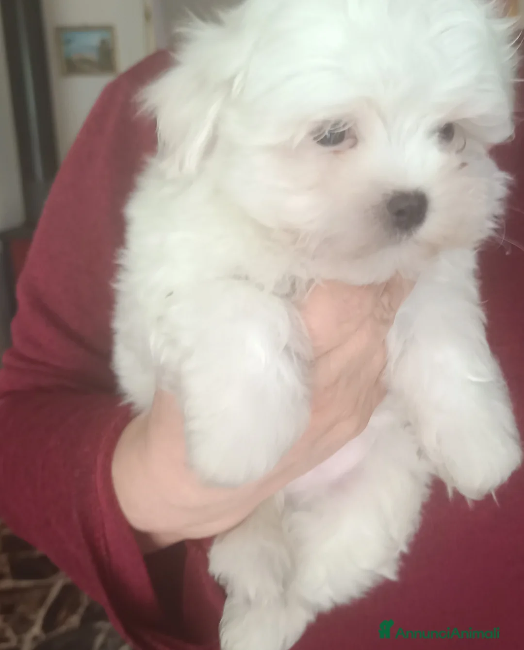 Maltese cani in vendita: Maschietto genitori razza maltese pedigree ENCI  - Annuncio 1