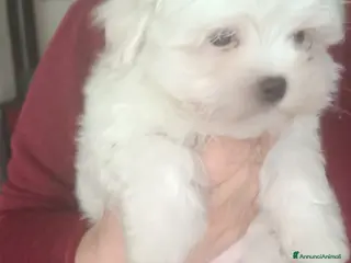 Maltese cani Maschietto genitori razza maltese pedigree ENCI - Annuncio 1