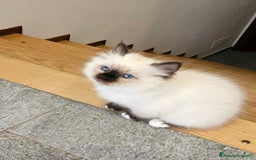 Sacro di Birmania gatti in vendita: ULTIMO CUCCIOLO SACRO DI BIRMANIA - Immagine 1