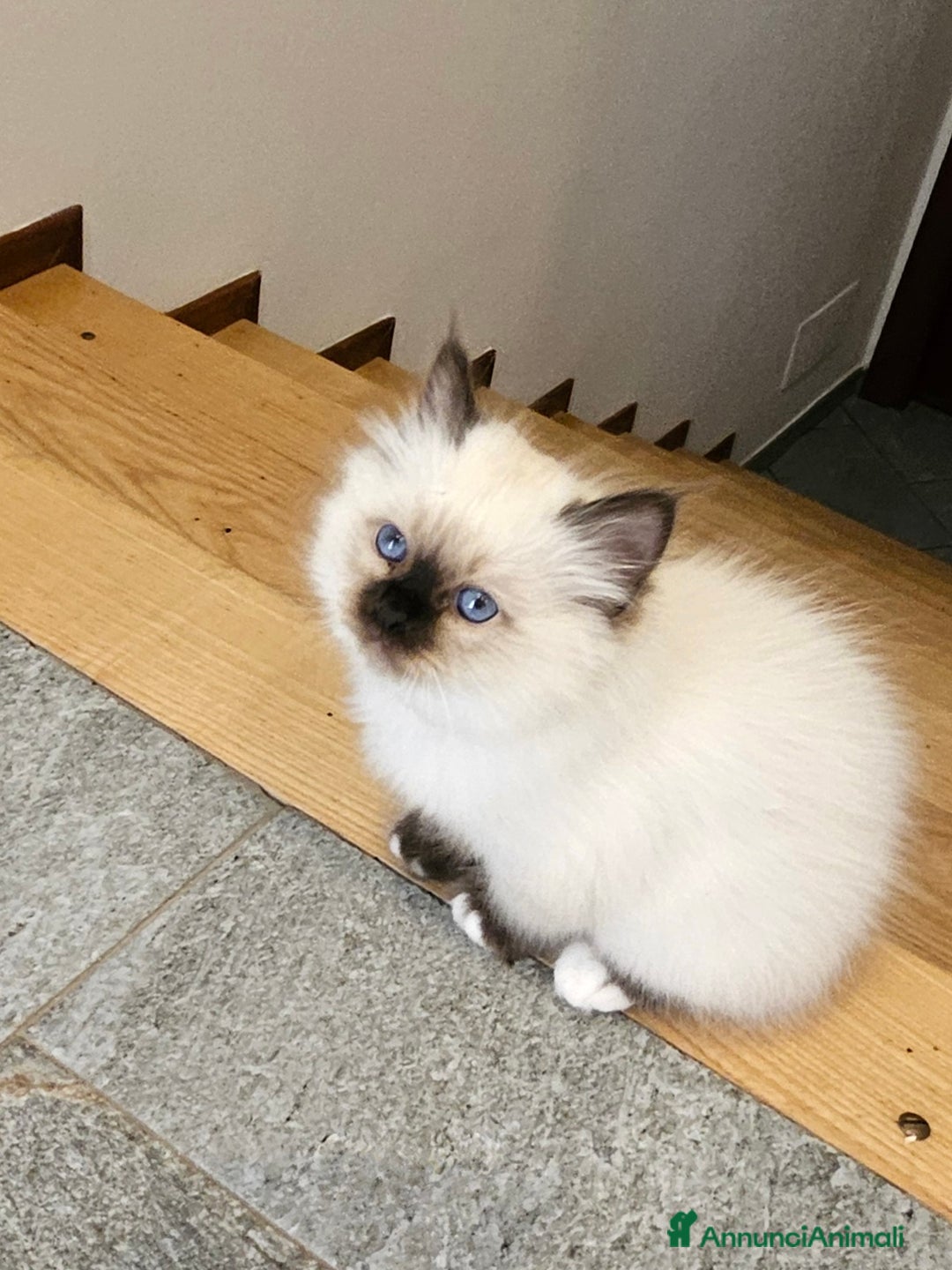 Sacro di Birmania gatti in vendita: ULTIMO CUCCIOLO SACRO DI BIRMANIA - Immagine 1