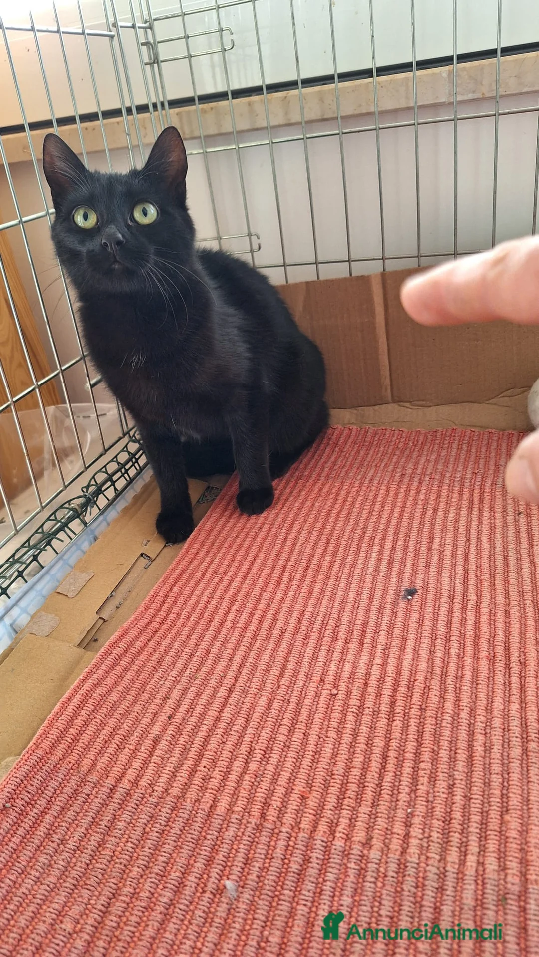 Europeo gatti in regalo: Sofia 6 mesi di dolcezza tutta da conquistare  - Annuncio 10