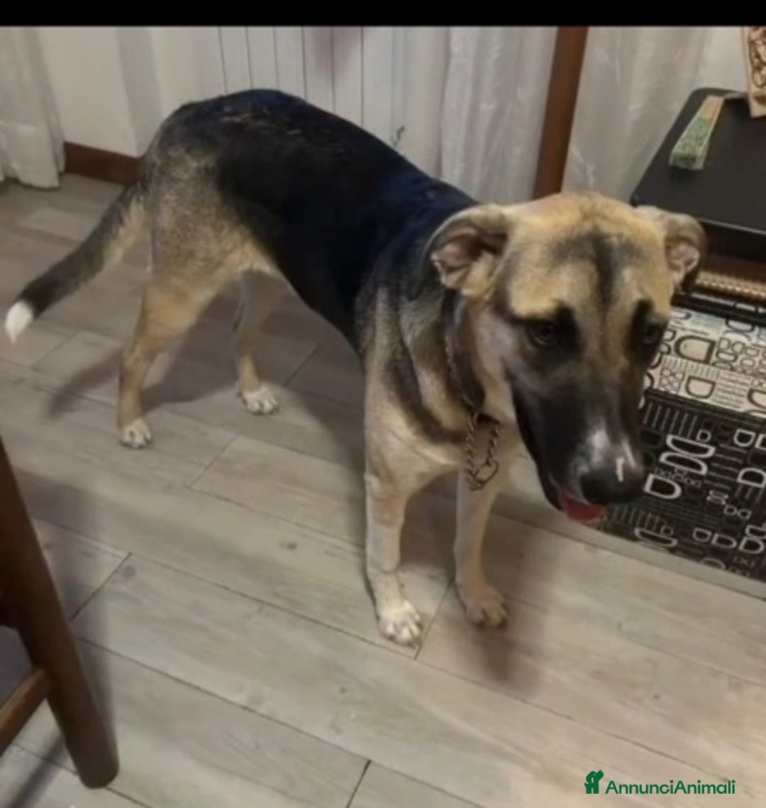 Meticcio cani in regalo: 10mesi pastorina A BREVE IN CANILE!VENEZIA URGENTE - Annuncio 4