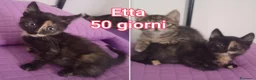 Altre razze gatti in regalo: Servono adozioni x salvarli a Provincia di Modena - Annuncio 2