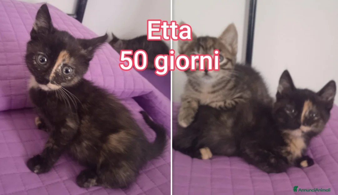 Altre razze gatti in regalo: Servono adozioni x salvarli a Provincia di Modena - Annuncio 2