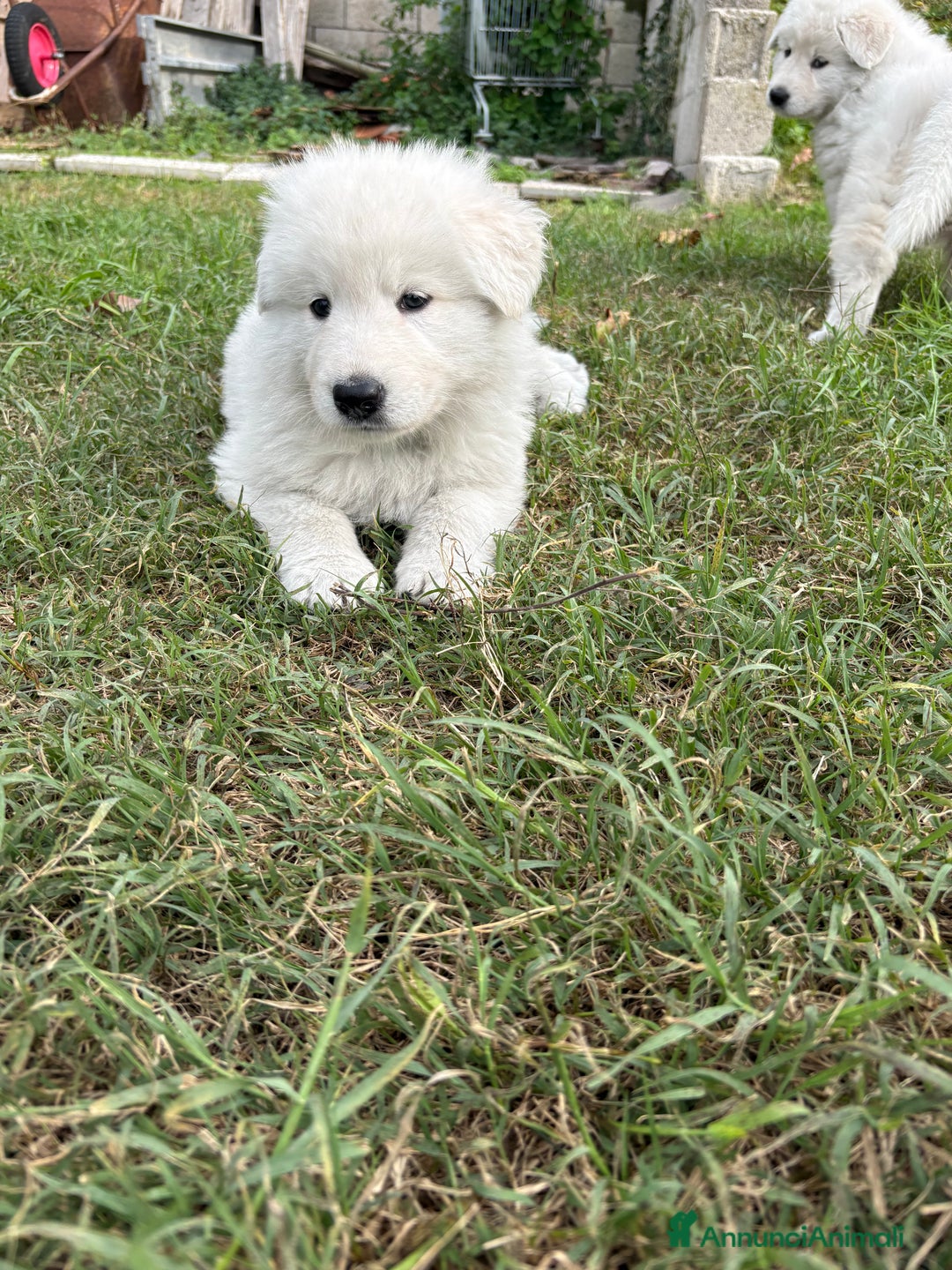 Pastore Svizzero cani in vendita: Disponibili cuccioli di pastore svizzero  - Annuncio 3