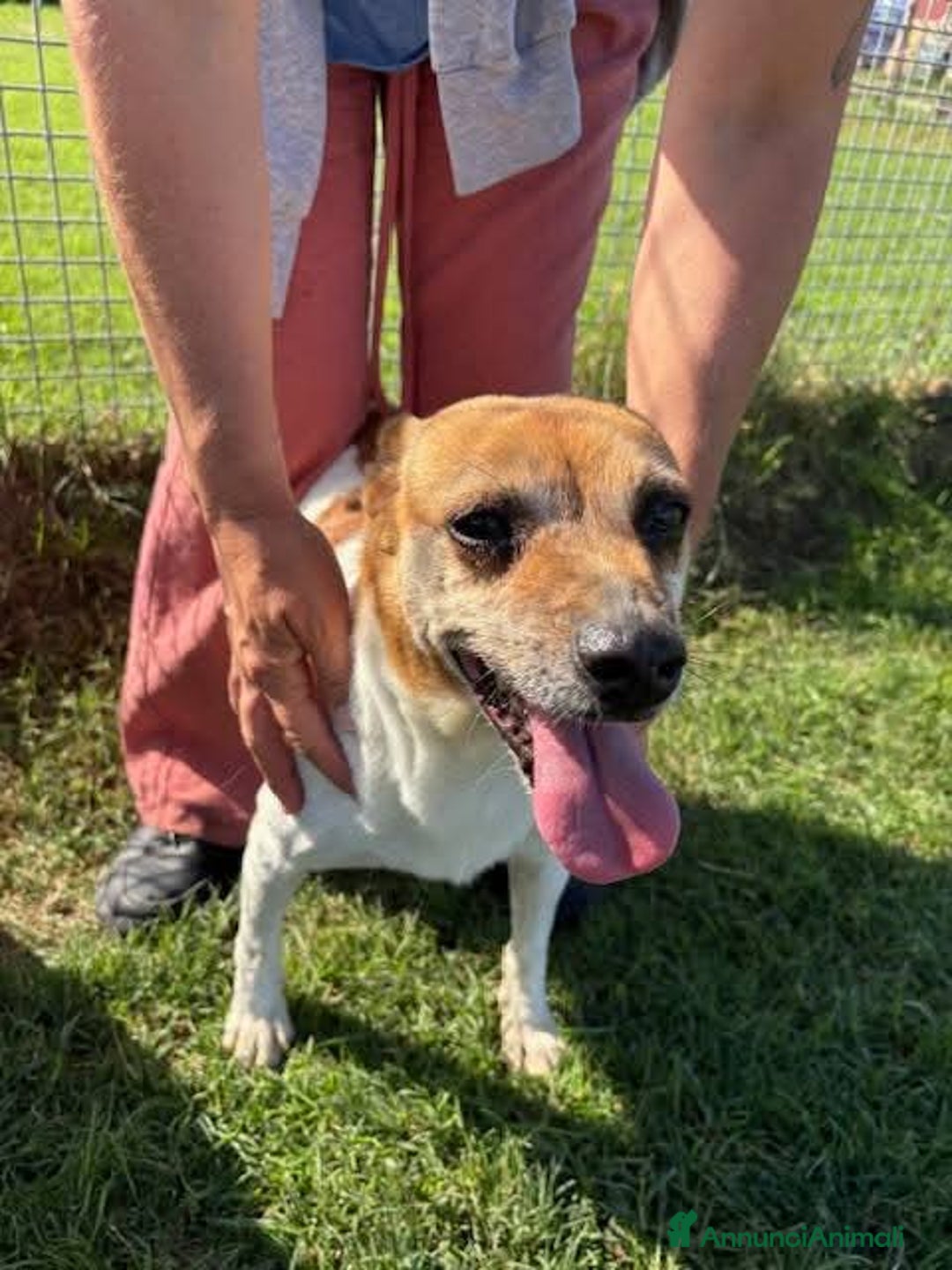 Meticcio cani in regalo: TIC simpaticissimo derivato jack russel - Annuncio 3
