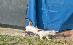 Persiano gatti in vendita: Micina a Provincia di Pavia - Immagine 3