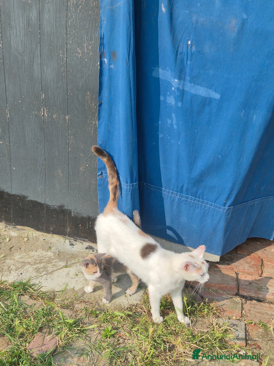 Persiano gatti in vendita: Micina a Provincia di Pavia - Immagine 3