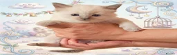 Ragdoll gatti in vendita: Ragdoll gatto bambola - Annuncio 1