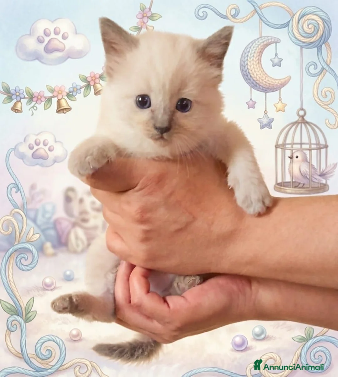 Ragdoll gatti in vendita: Ragdoll gatto bambola - Annuncio 1
