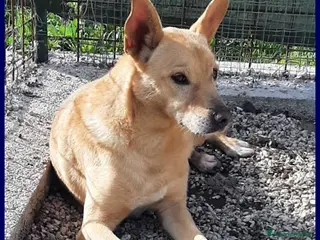 Meticcio cani EDDY bravo e tranquillo sui 15kg - Annuncio 36