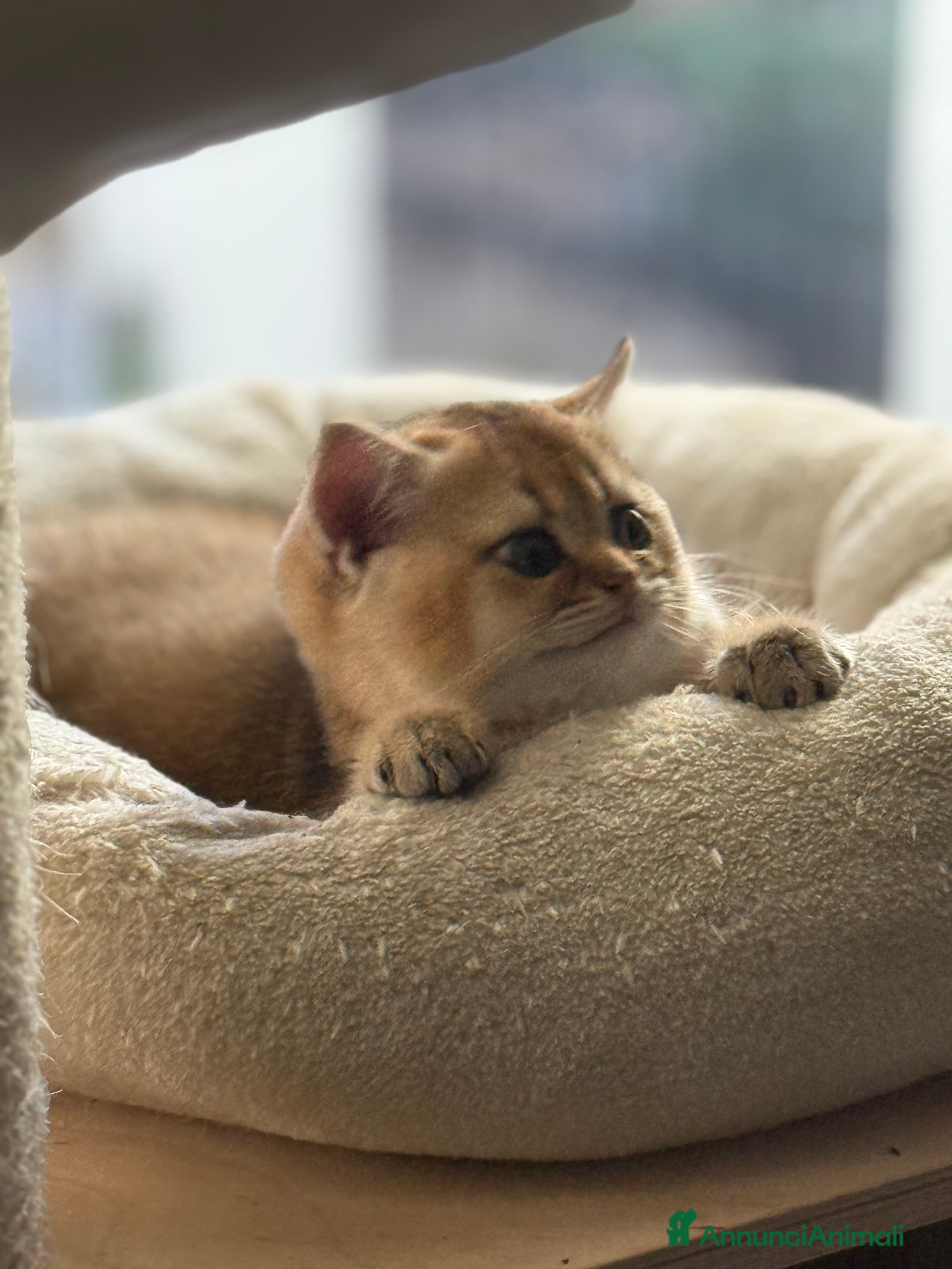 Scottish gatti Scottish straight  - Annuncio 2