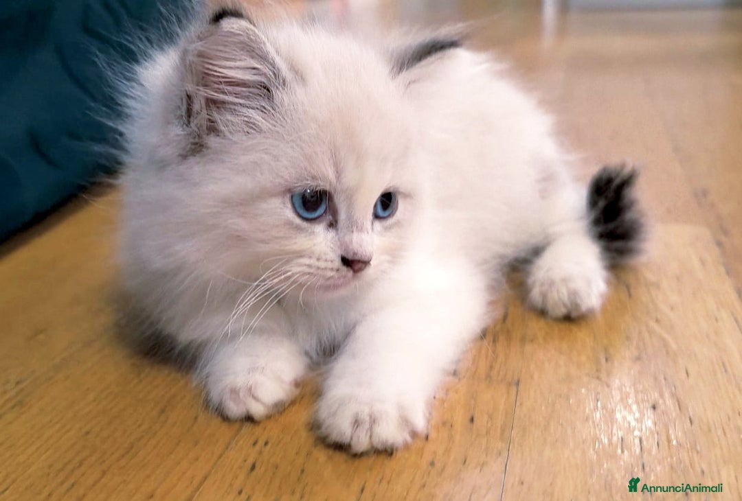 Ragdoll gatti in vendita: Cucciola Ragdoll - Immagine 3