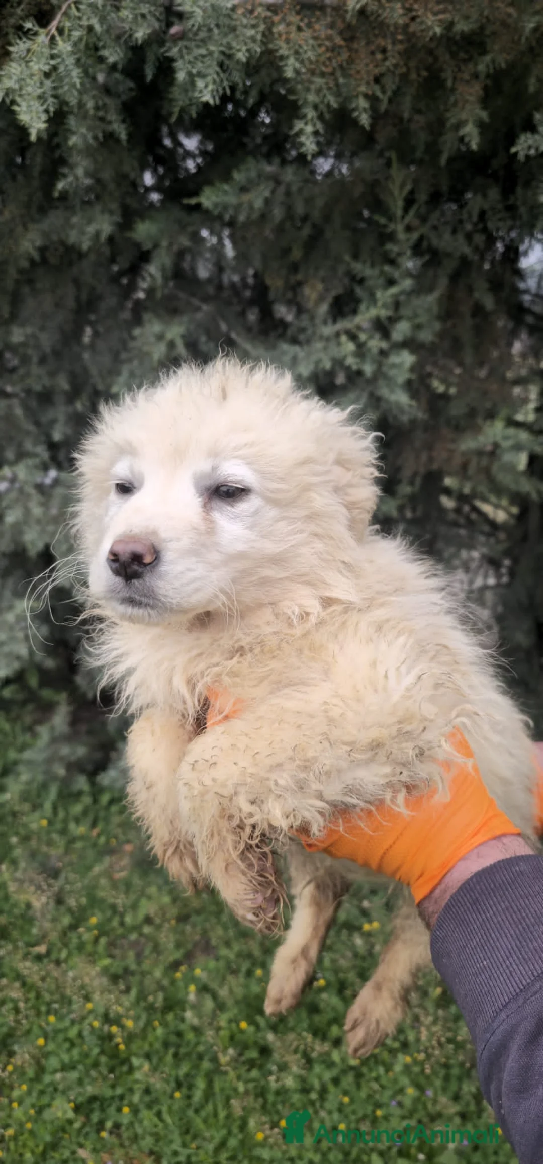 Meticcio cani in regalo: AMBRA E ADALGISA - Annuncio 2