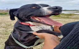 Meticcio cani per accoppiamento: LUCA, 2 ANNI a Provincia di Bergamo - Immagine 7