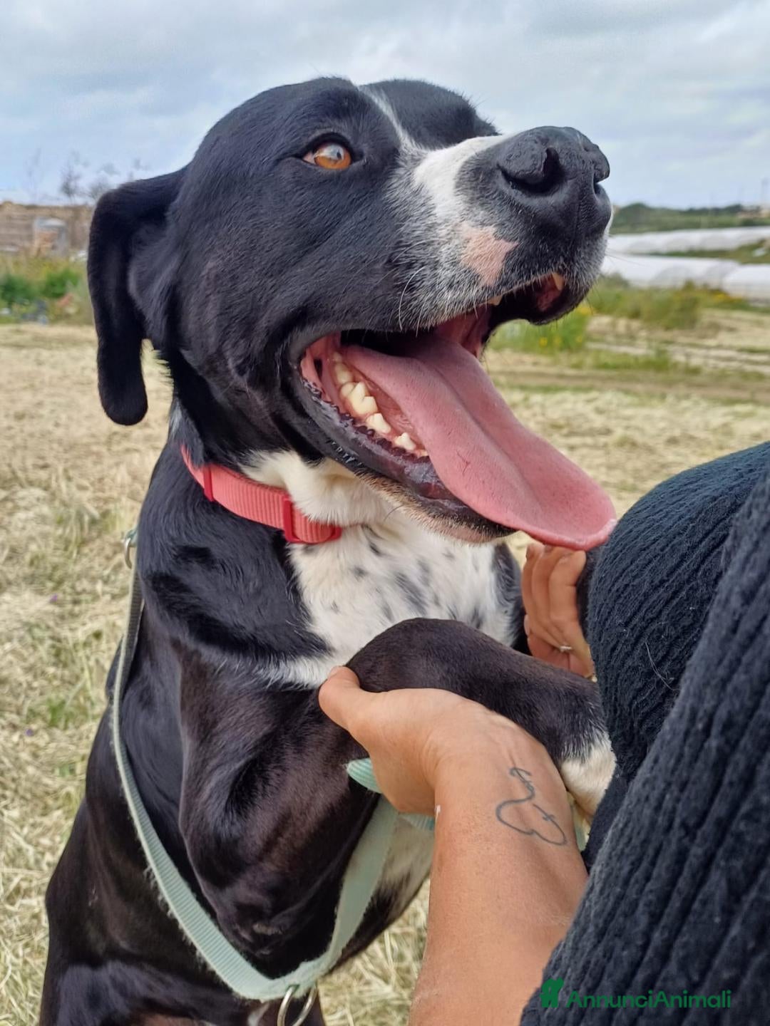 Meticcio cani per accoppiamento: LUCA, 2 ANNI a Provincia di Bergamo - Immagine 7