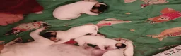Jack Russell cani in vendita: Gek russel  i  toy - Annuncio 7